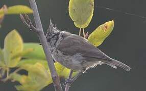 Crested Tit