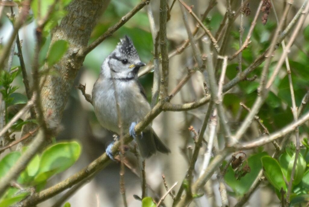 Mésange huppéejuvénile