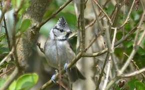 Mésange huppée