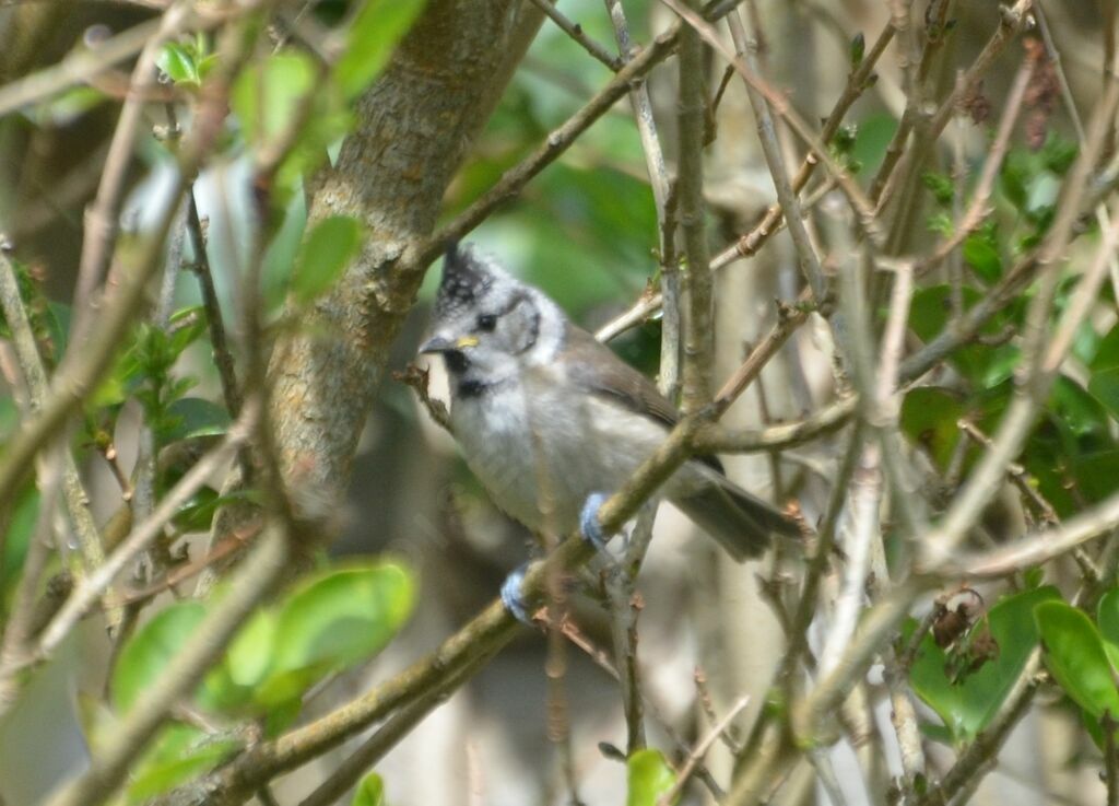 Crested Titjuvenile, identification