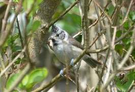 Crested Tit