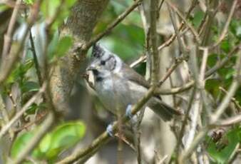 Mésange huppée