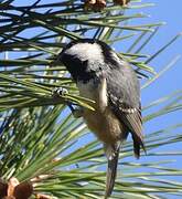 Coal Tit