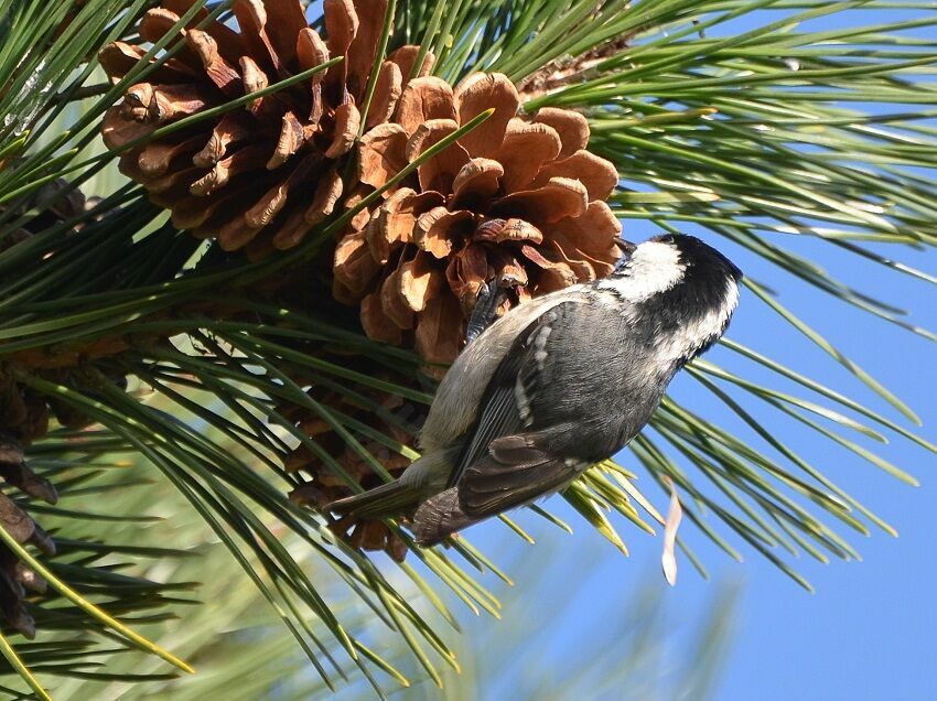 Mésange noireadulte