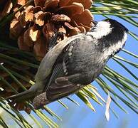 Coal Tit