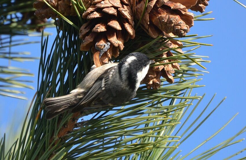 Mésange noireadulte