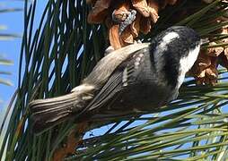 Coal Tit