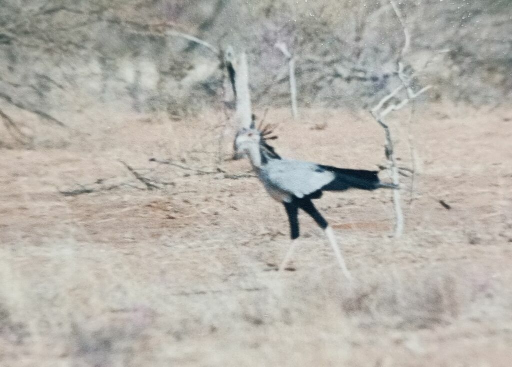 Secretarybird