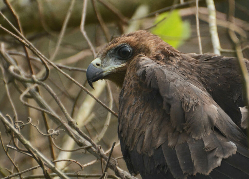 Yellow-billed Kitejuvenile, identification