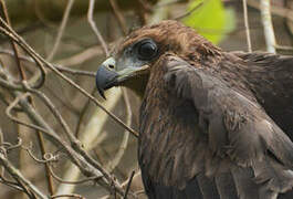 Yellow-billed Kite