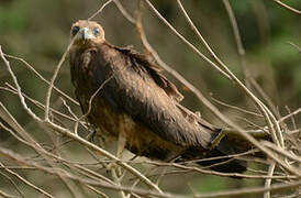 Yellow-billed Kite