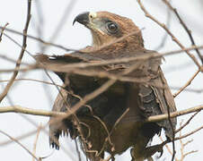 Yellow-billed Kite