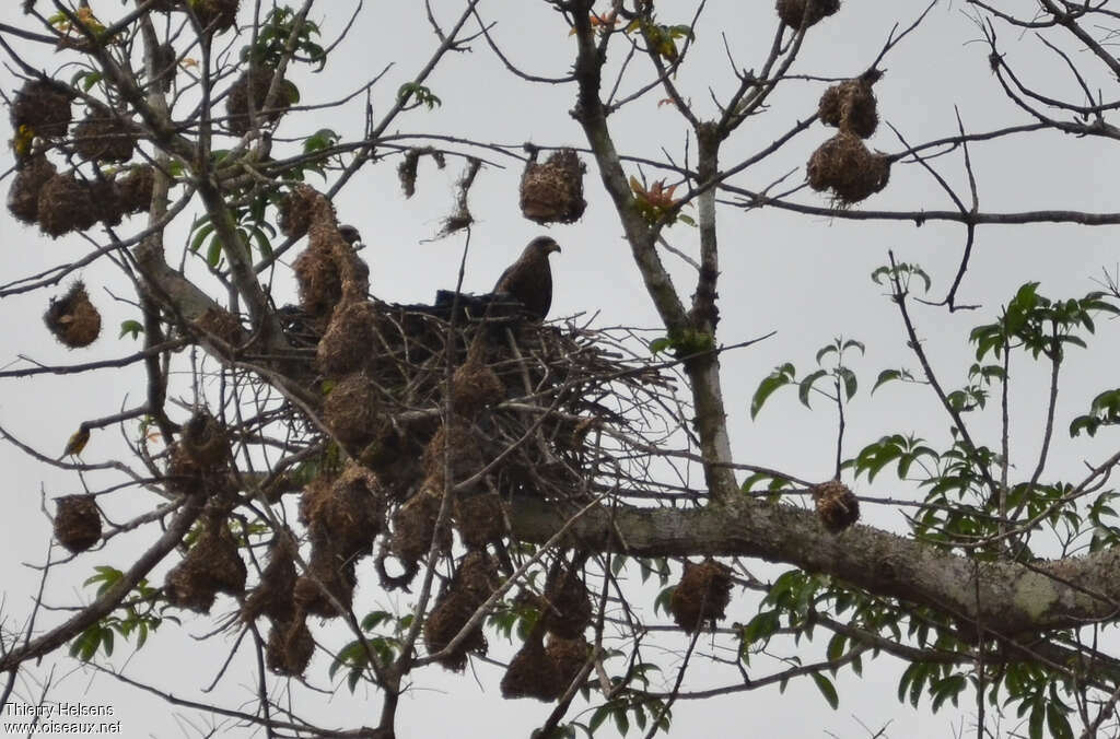 Yellow-billed Kiteadult breeding, Reproduction-nesting