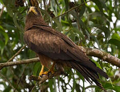 Yellow-billed Kite