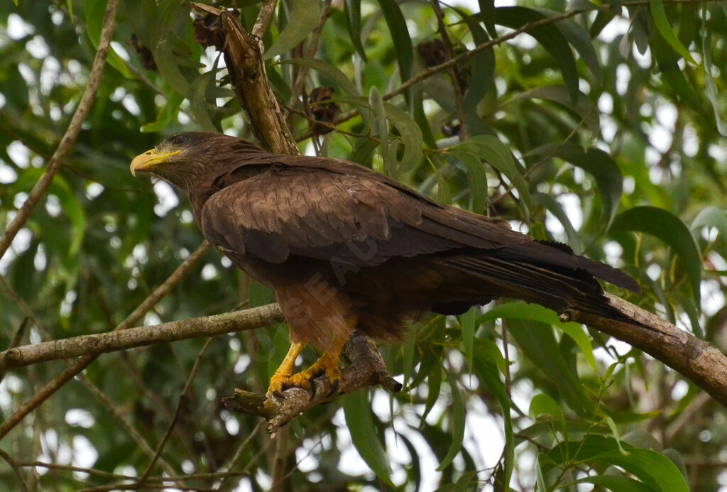 Yellow-billed Kiteadult, identification