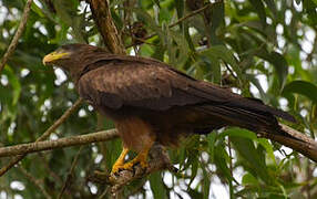 Yellow-billed Kite