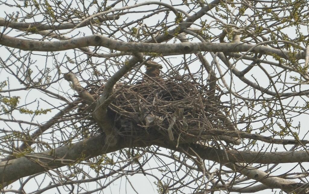 Yellow-billed Kiteadult, Reproduction-nesting