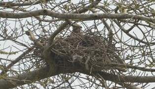 Yellow-billed Kite