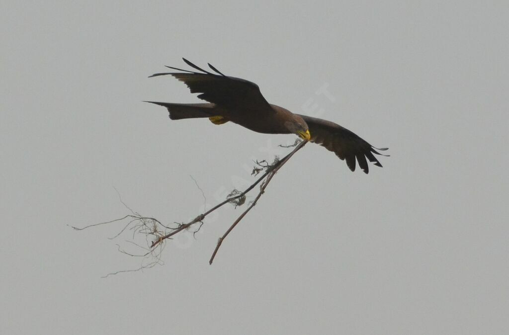 Yellow-billed Kiteadult, Reproduction-nesting