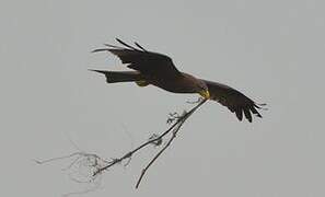 Yellow-billed Kite