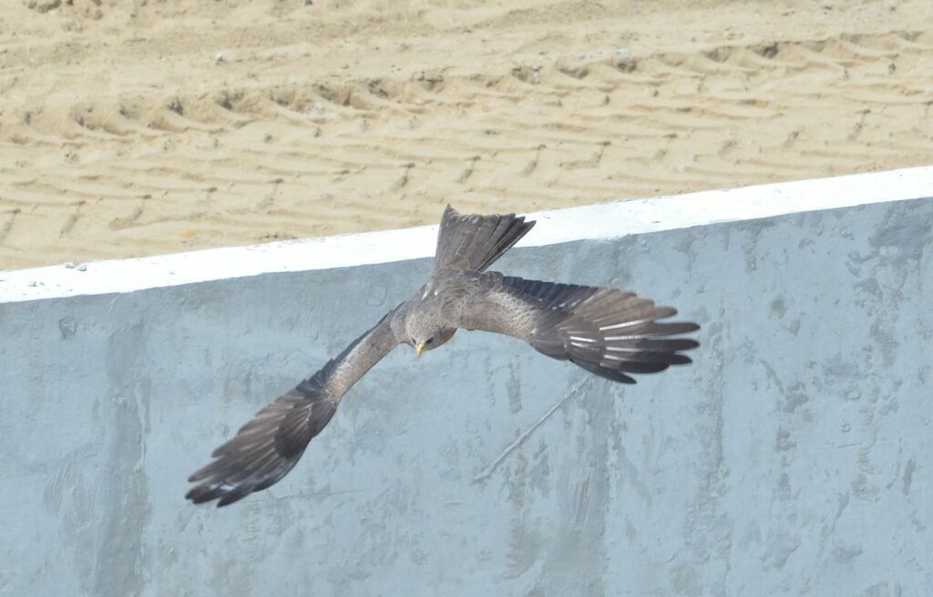 Milan à bec jauneadulte, pêche/chasse