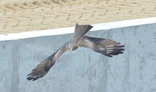 Yellow-billed Kite