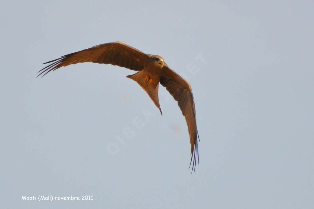 Yellow-billed Kiteadult