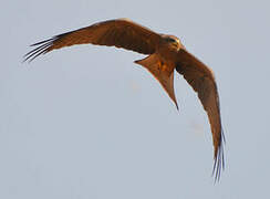 Yellow-billed Kite