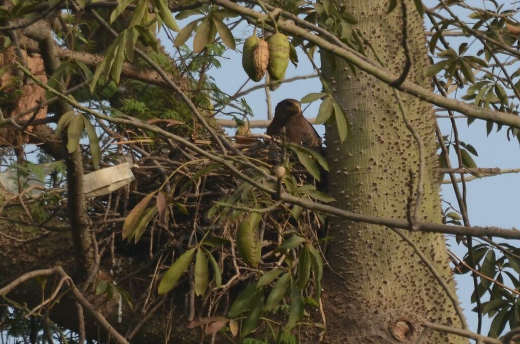 Yellow-billed Kiteadult, Reproduction-nesting
