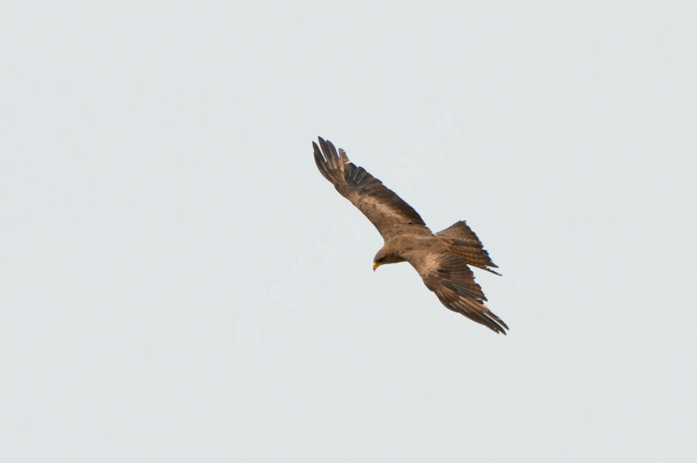 Yellow-billed Kite, Flight