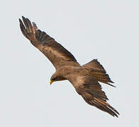 Yellow-billed Kite