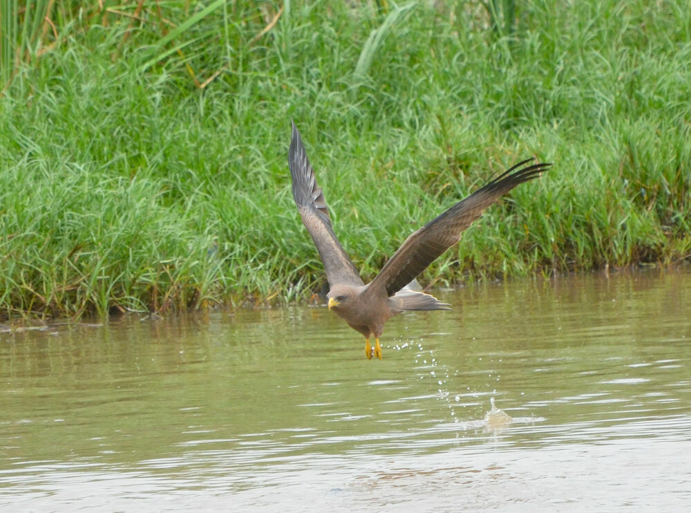 Yellow-billed Kite