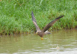 Yellow-billed Kite