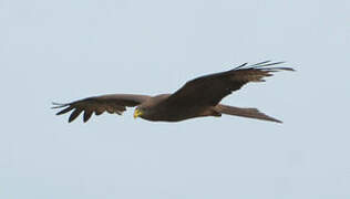 Yellow-billed Kite