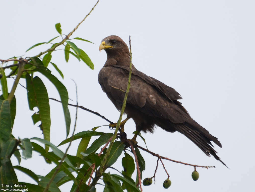 Yellow-billed Kiteadult, identification