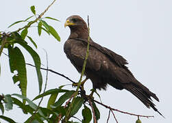 Yellow-billed Kite