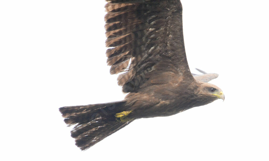 Yellow-billed Kiteimmature, Flight