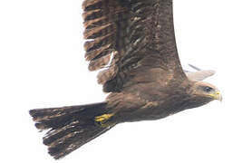 Yellow-billed Kite