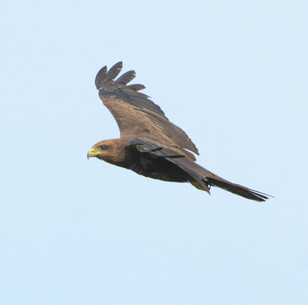 Yellow-billed Kiteadult, Flight