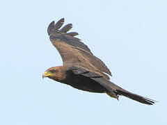 Yellow-billed Kite