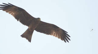 Yellow-billed Kite