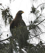 Yellow-billed Kite