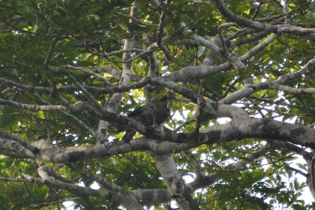 Bat Hawkadult, habitat