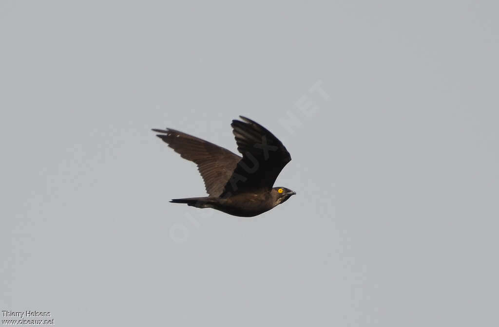 Bat Hawkadult, Flight