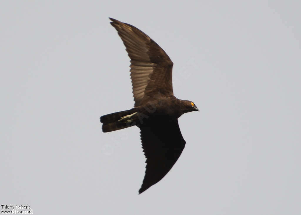 Bat Hawkadult, Flight