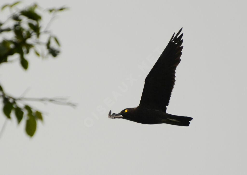 Bat Hawkadult, Flight