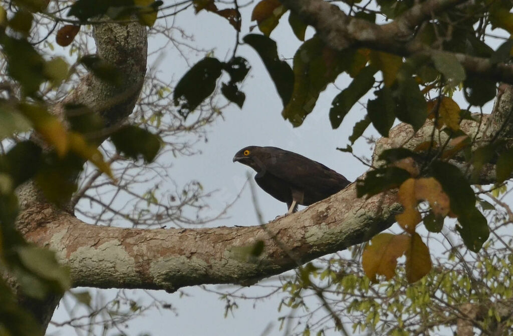 Bat Hawkadult, identification