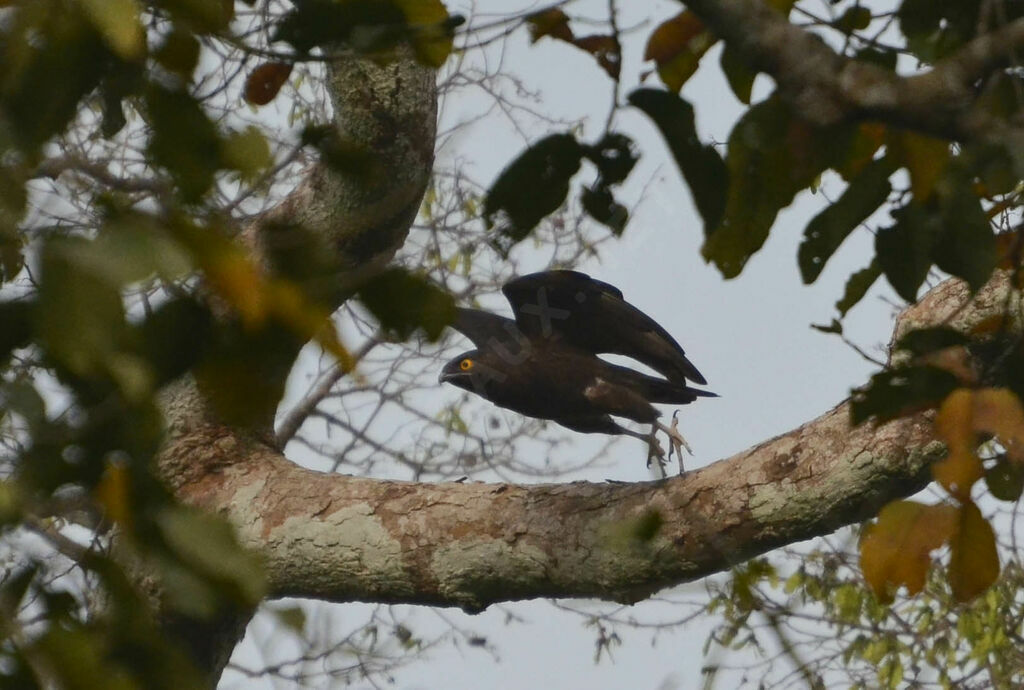 Bat Hawkadult, identification