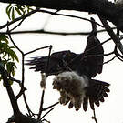 Milan des chauves-souris