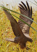 Black Kite